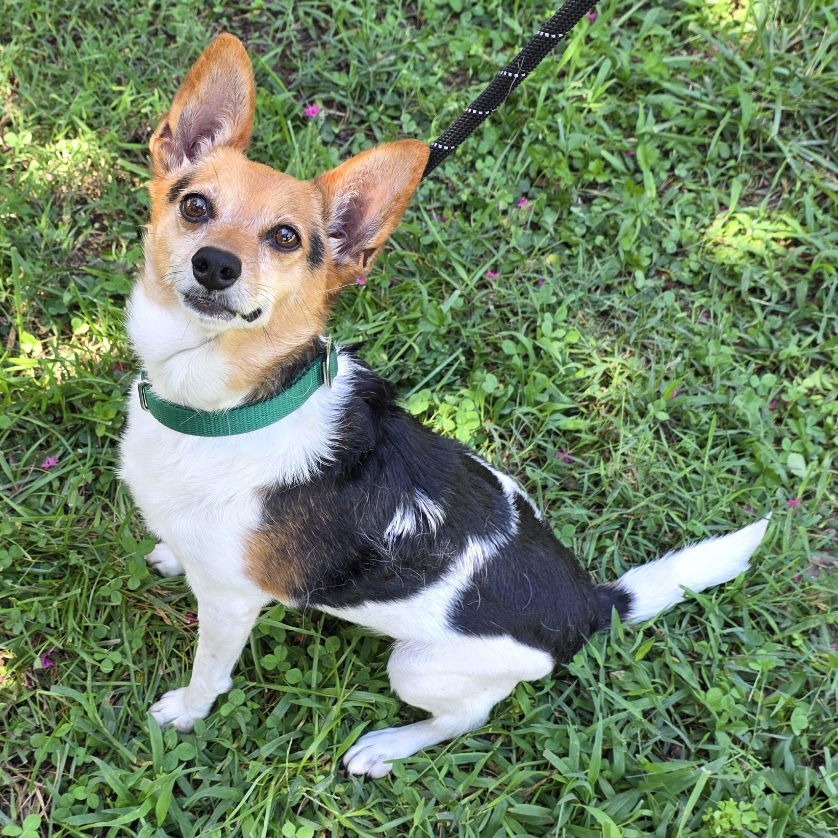 Enlarge Pearl, a ADOPTABLE mixed breed in Greensboro, NC image 5/6