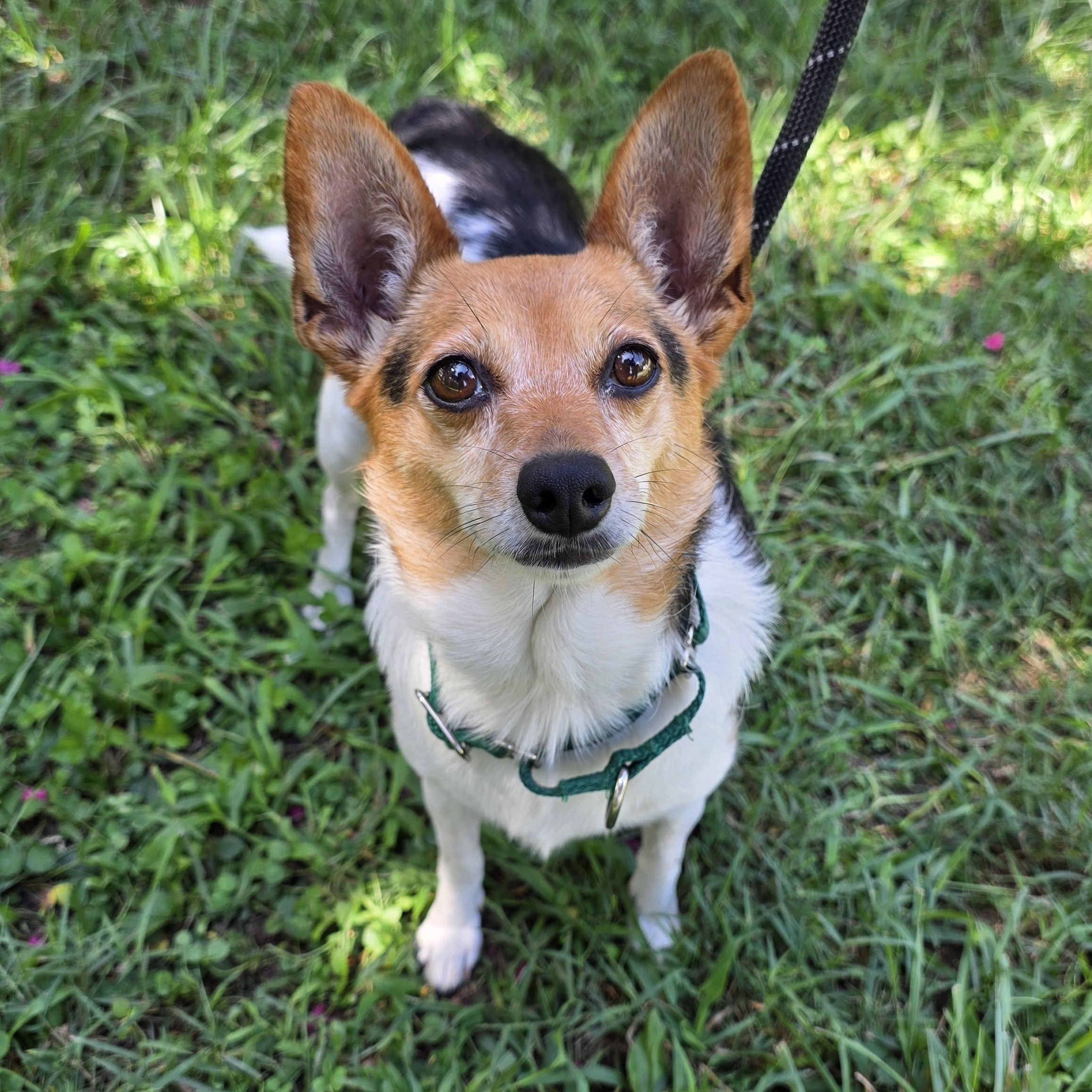 Enlarge Pearl, a ADOPTABLE mixed breed in Greensboro, NC image 6/6
