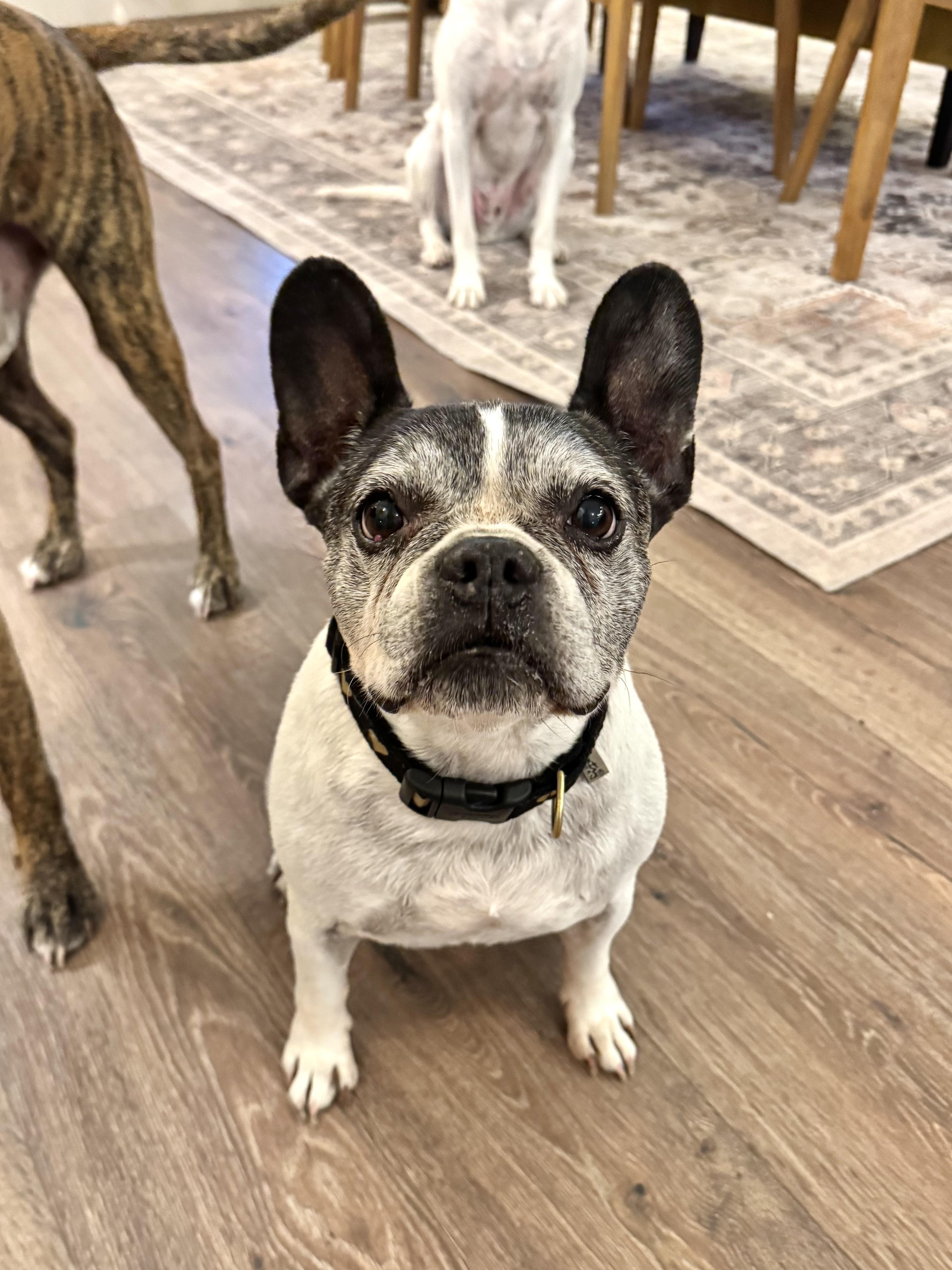 Miss Biscuit, Adoptable, Senior Female French Bulldog.