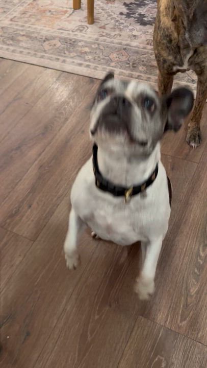 Enlarge Miss Biscuit, a Adoptable French Bulldog in Portland, OR video 3/6