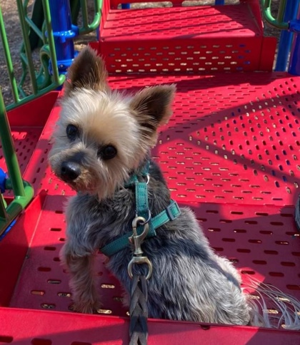 Enlarge Bentley Craig, a Adoptable mixed breed in Annapolis, MD image 10/14