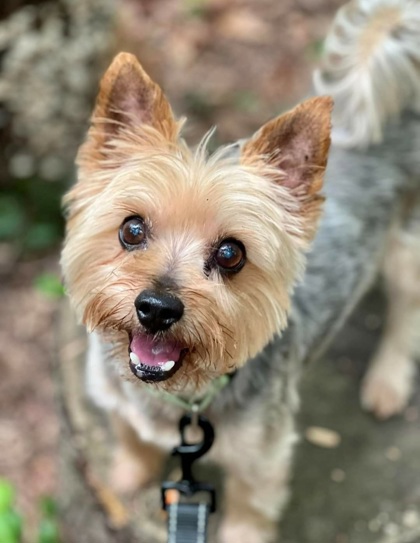 Enlarge Bentley Craig, a Adoptable mixed breed in Annapolis, MD image 1/14