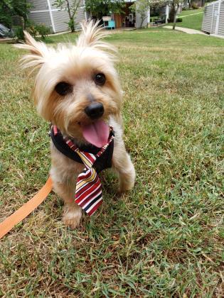 Enlarge Bentley Craig, a Adoptable mixed breed in Annapolis, MD image 11/14