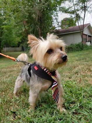 Enlarge Bentley Craig, a Adoptable mixed breed in Annapolis, MD image 12/14