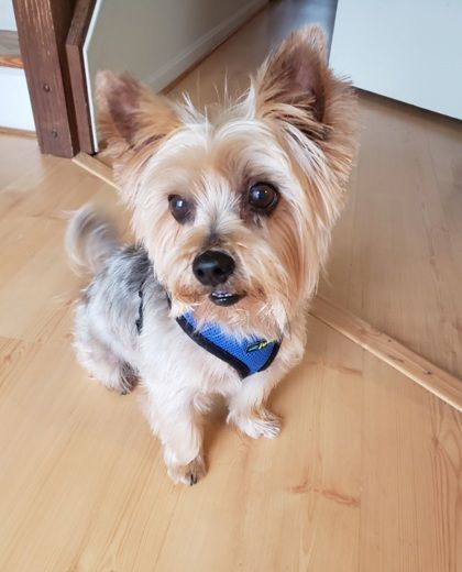 Enlarge Bentley Craig, a Adoptable mixed breed in Annapolis, MD image 14/14