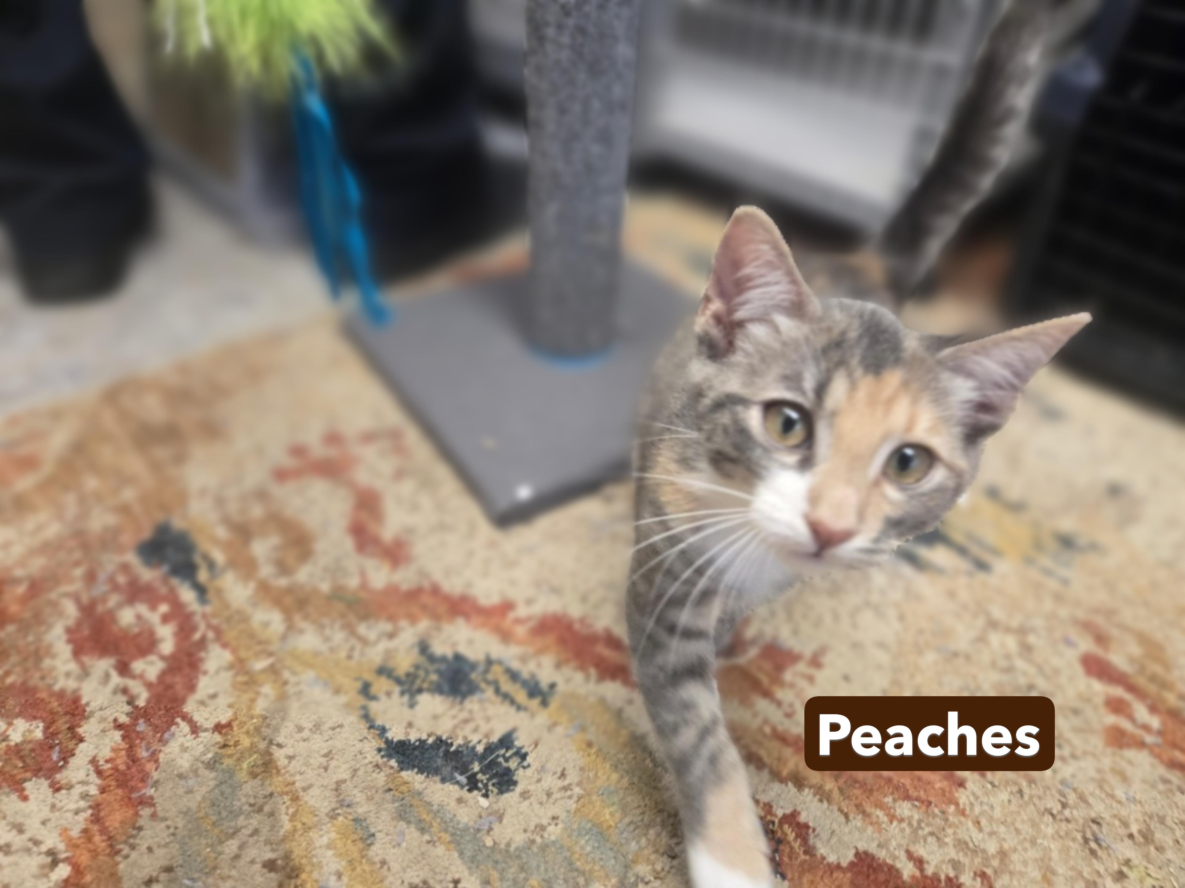 Mango and Peaches, a ADOPTABLE mixed breed in Milford, CT image 5/6