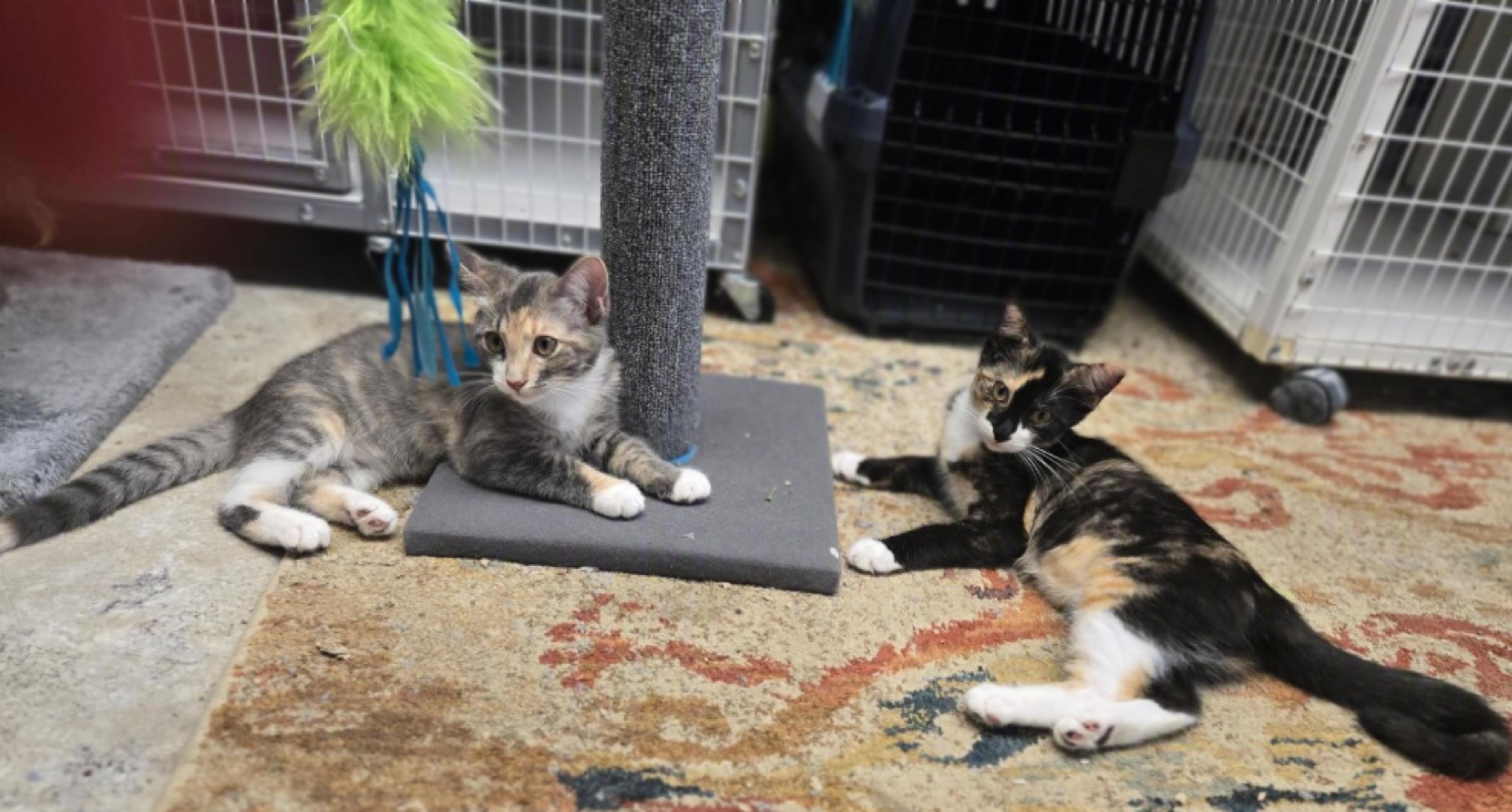 Mango and Peaches, ADOPTABLE, Young Female Calico & Dilute Calico.