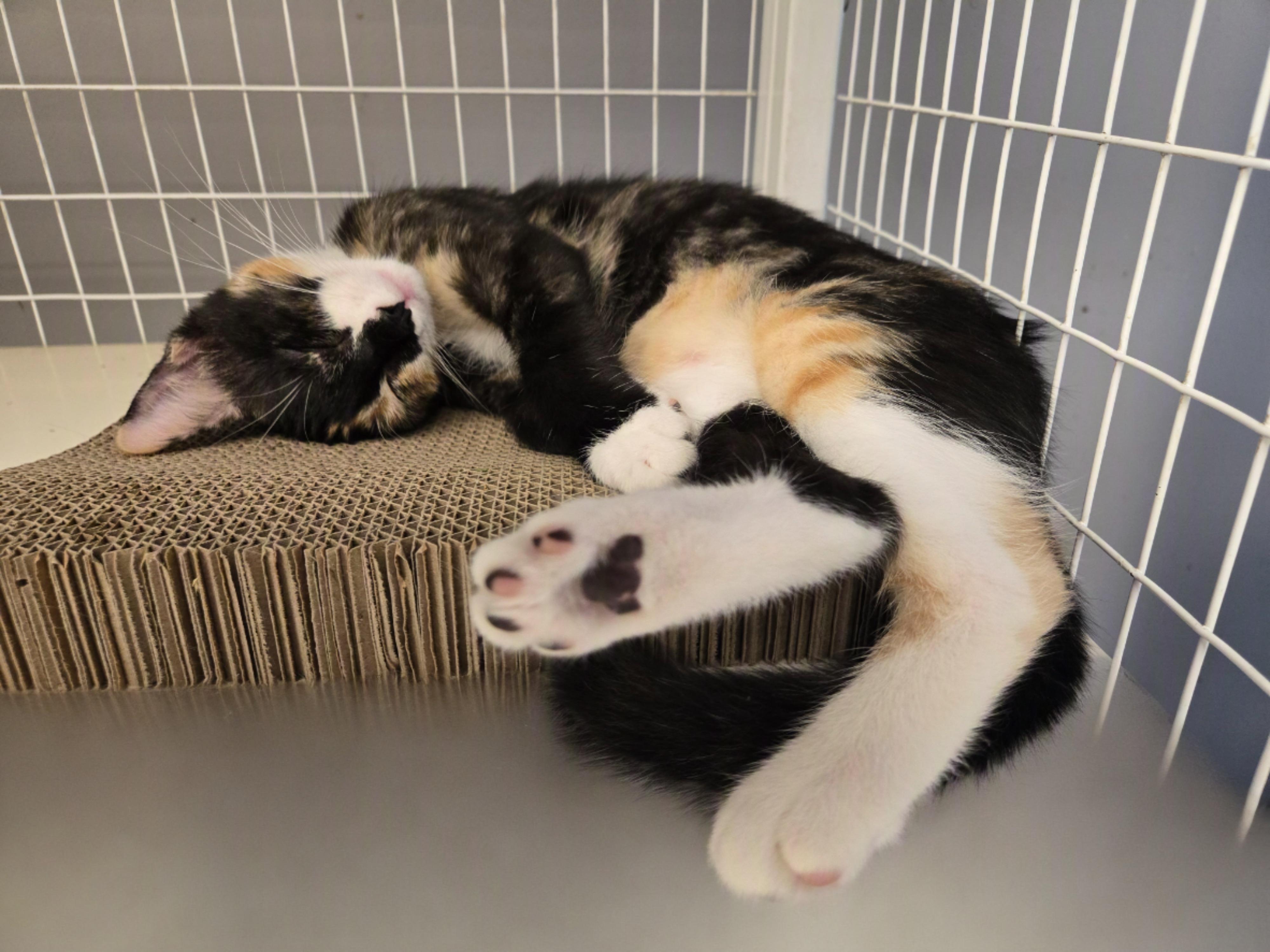 Mango and Peaches, a ADOPTABLE mixed breed in Milford, CT image 6/6