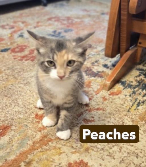 Mango and Peaches, a ADOPTABLE mixed breed in Milford, CT image 3/6