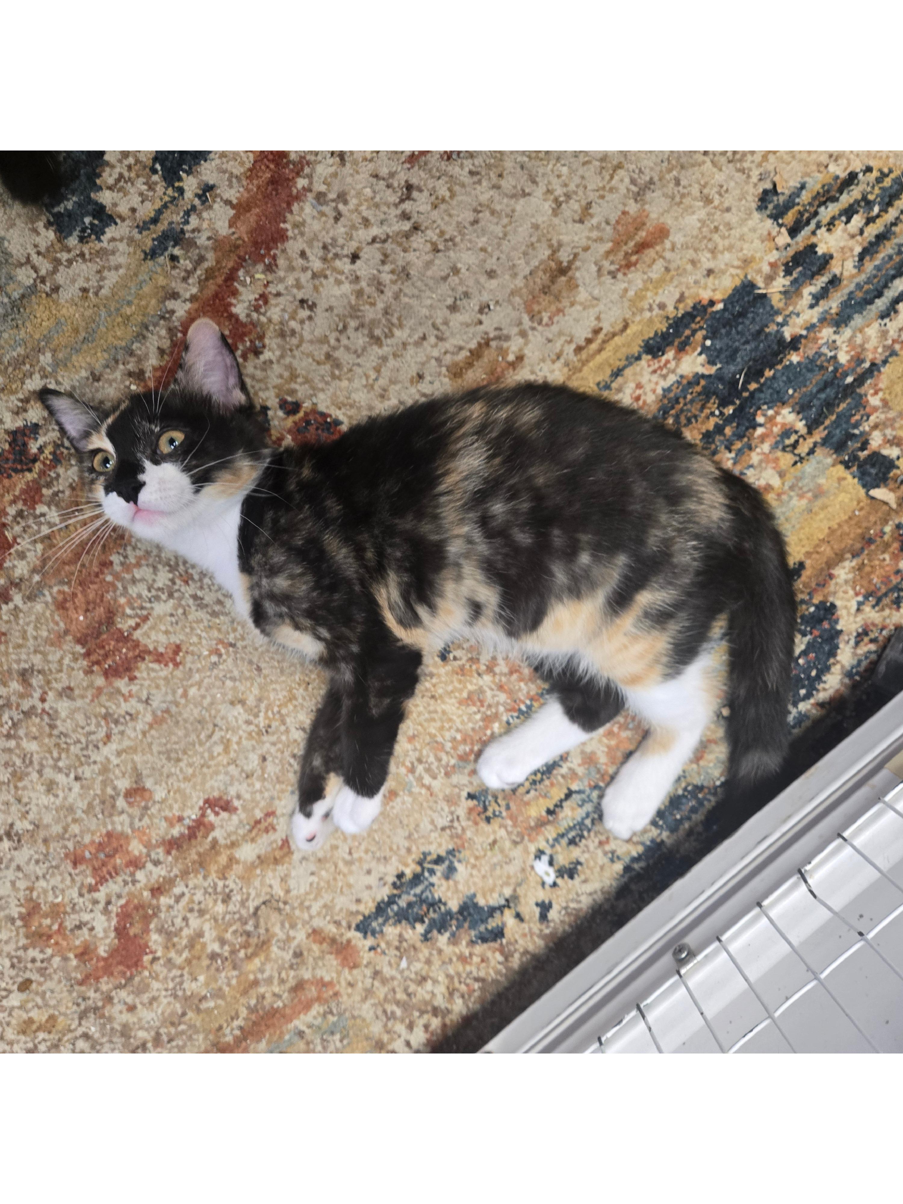 Mango and Peaches, a ADOPTABLE mixed breed in Milford, CT image 2/6