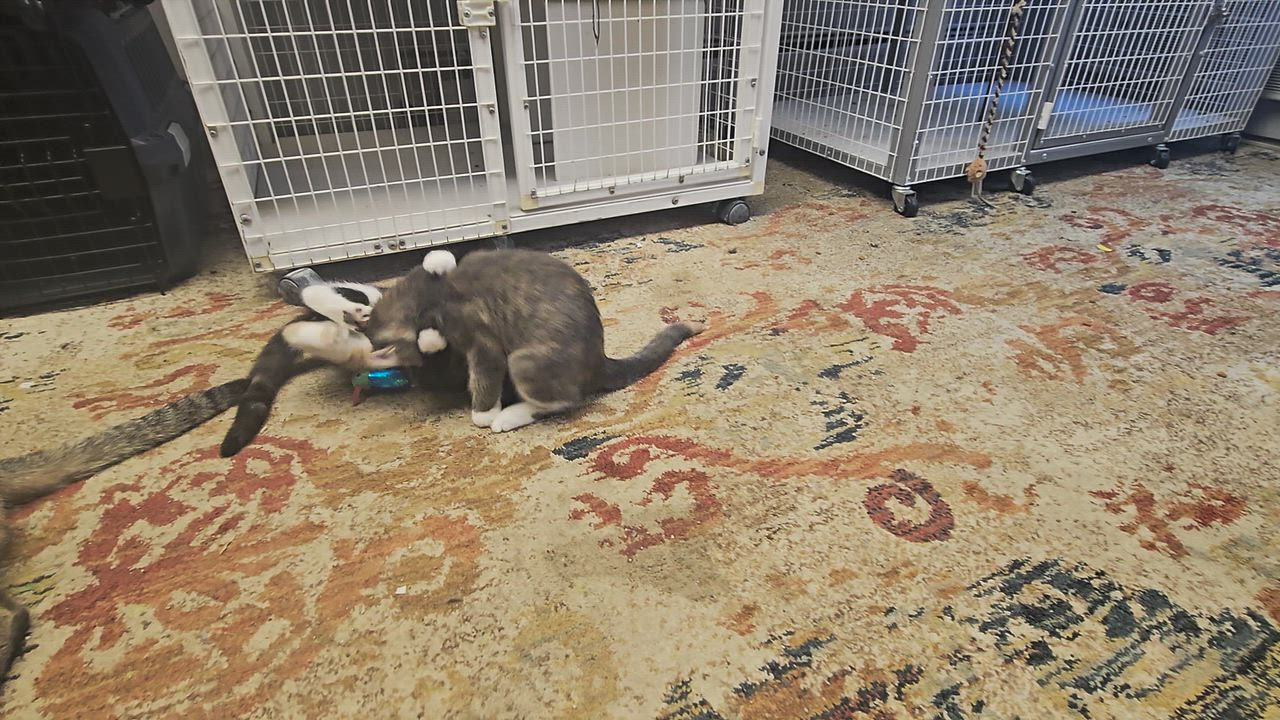 Enlarge Mango and Peaches, a ADOPTABLE mixed breed in Milford, CT video 4/6