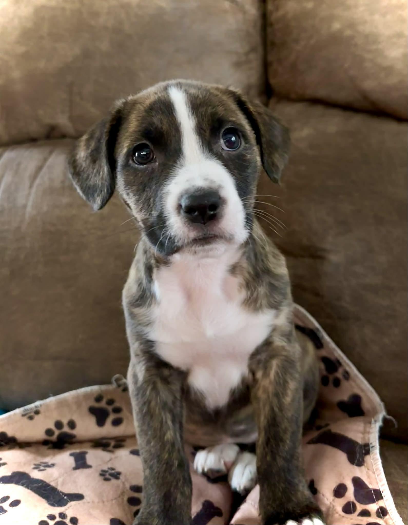 Enlarge Hattie, an adopted mixed breed in O'Fallon, MO image 1/6
