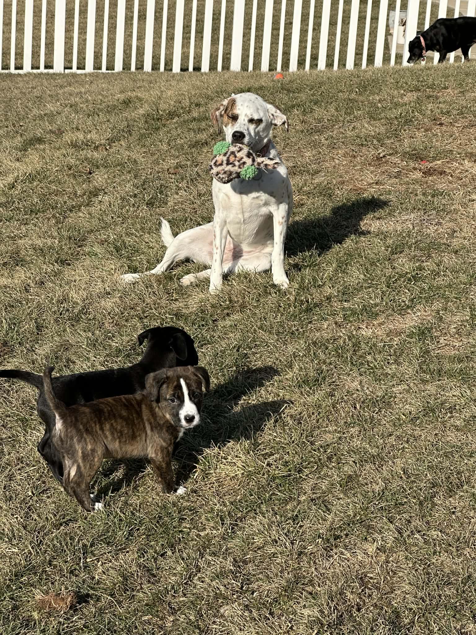 Enlarge Hattie, an adopted mixed breed in O'Fallon, MO image 4/6