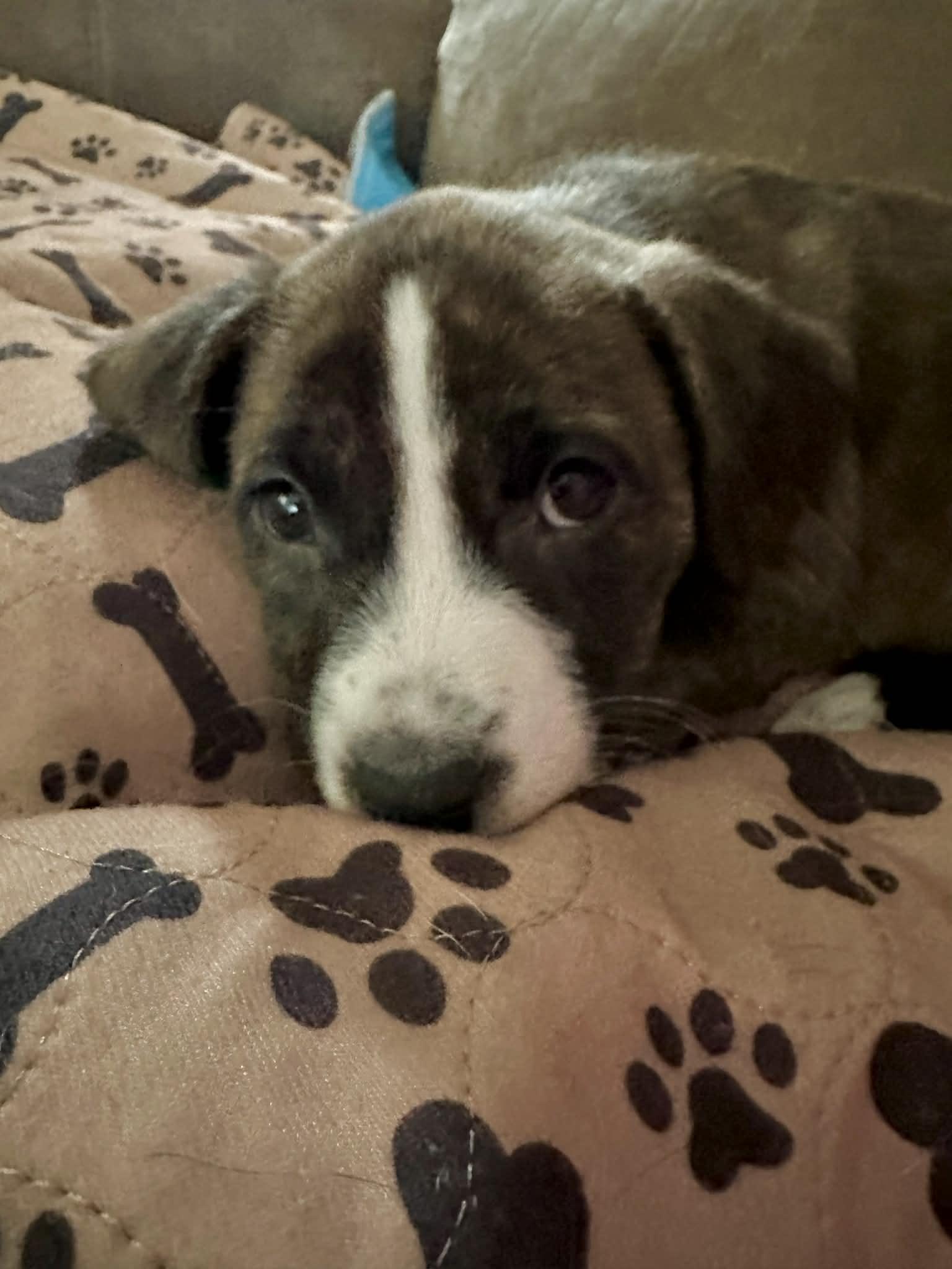 Enlarge Hattie, an adopted mixed breed in O'Fallon, MO image 3/6