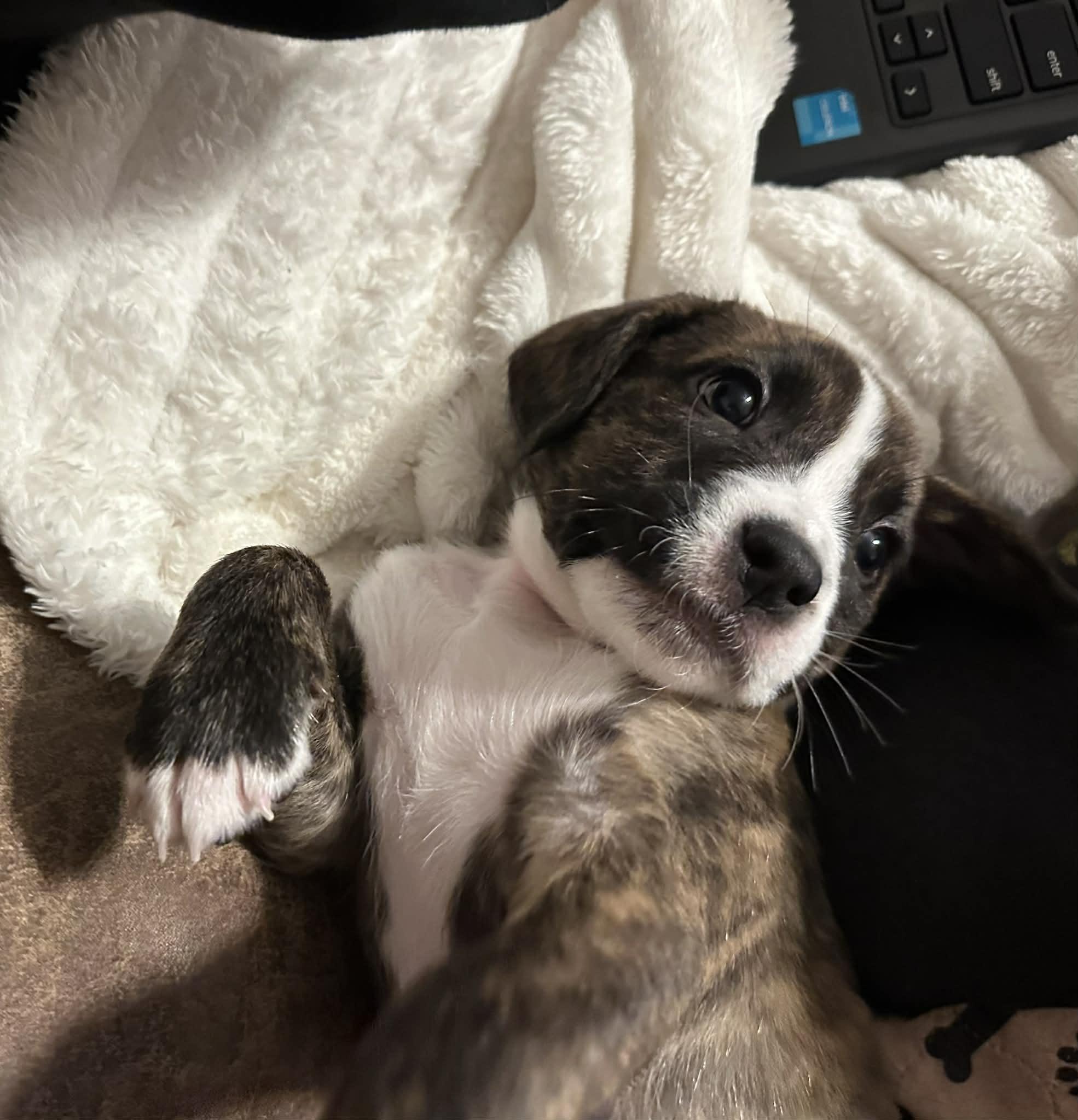 Enlarge Hattie, an adopted mixed breed in O'Fallon, MO image 5/6