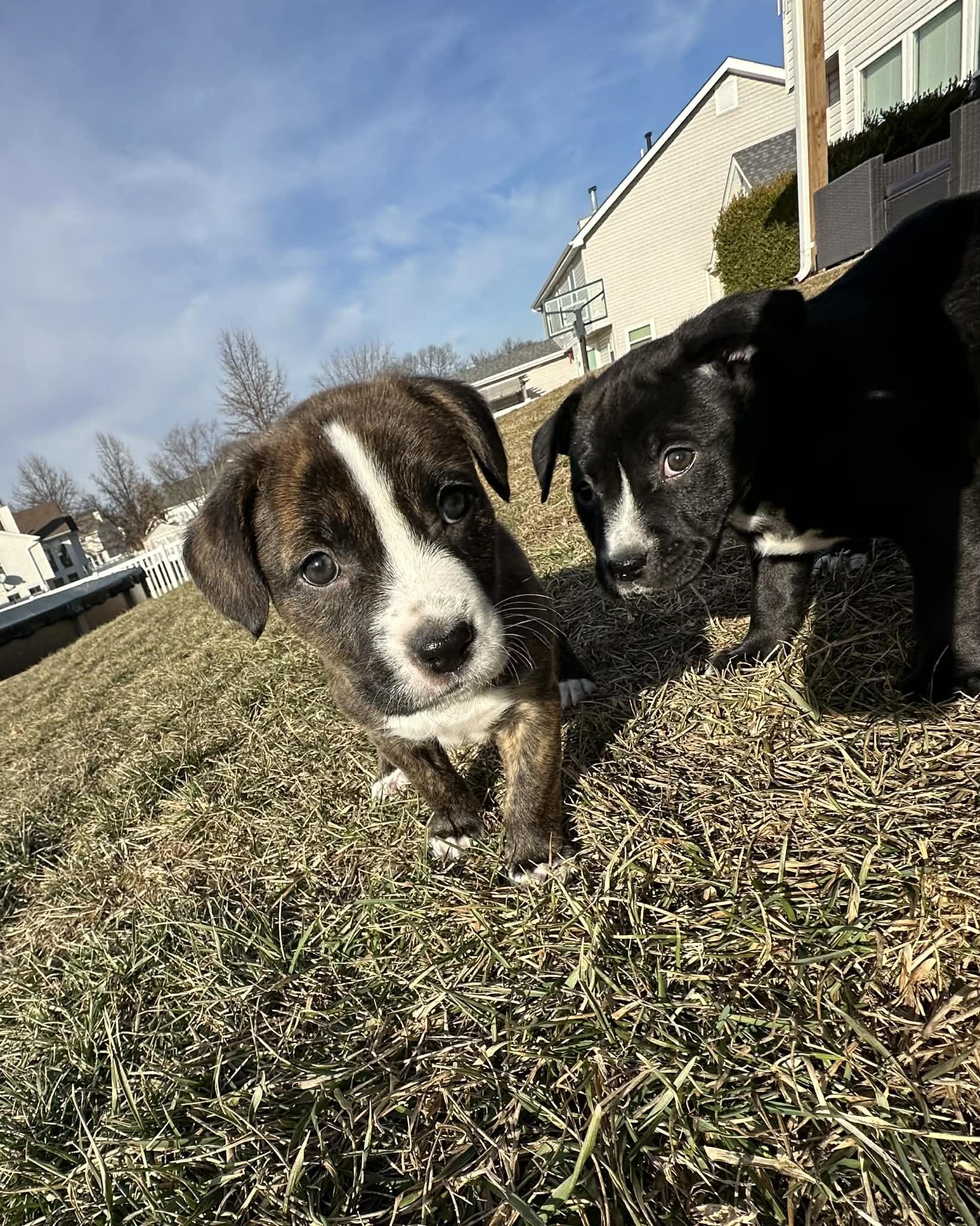 Enlarge Hattie, an adopted mixed breed in O'Fallon, MO image 2/6