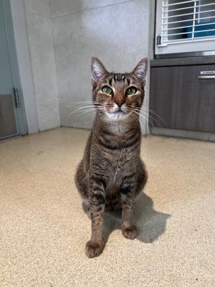 Yuji, Adoptable, Adult Male Domestic Short Hair & Domestic Short Hair.