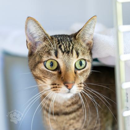 Enlarge Yuji, a Adoptable mixed breed in Honolulu, HI image 2/2