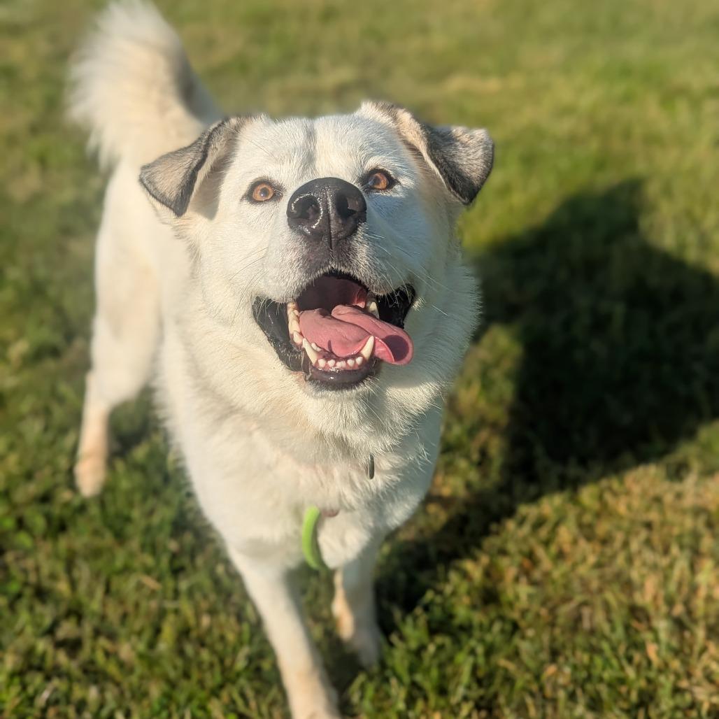 Enlarge Luna, a Adoptable Mixed Breed in Hendersonville, NC image 1/6