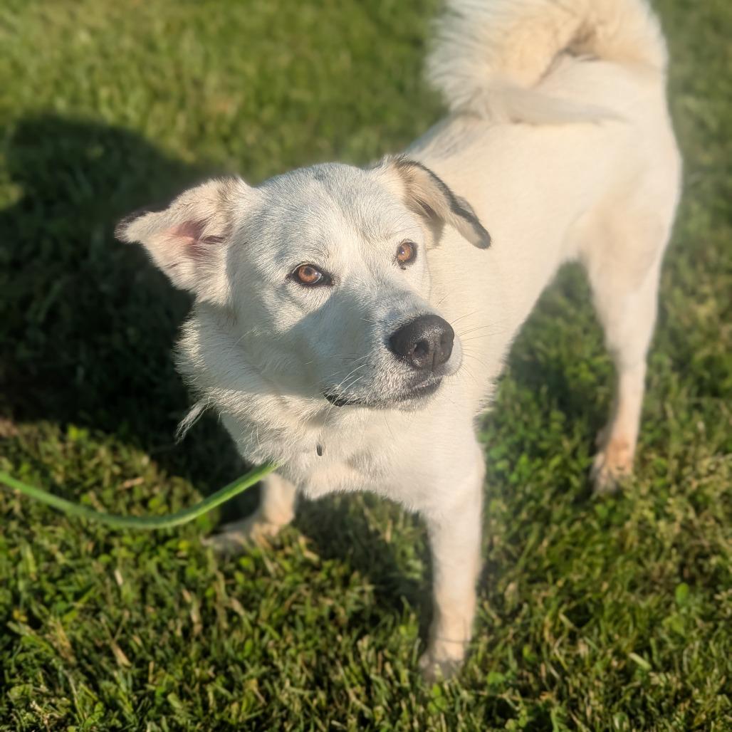 Enlarge Luna, a Adoptable Mixed Breed in Hendersonville, NC image 2/6
