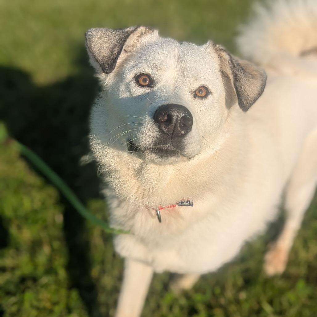 Enlarge Luna, a Adoptable Mixed Breed in Hendersonville, NC image 3/6