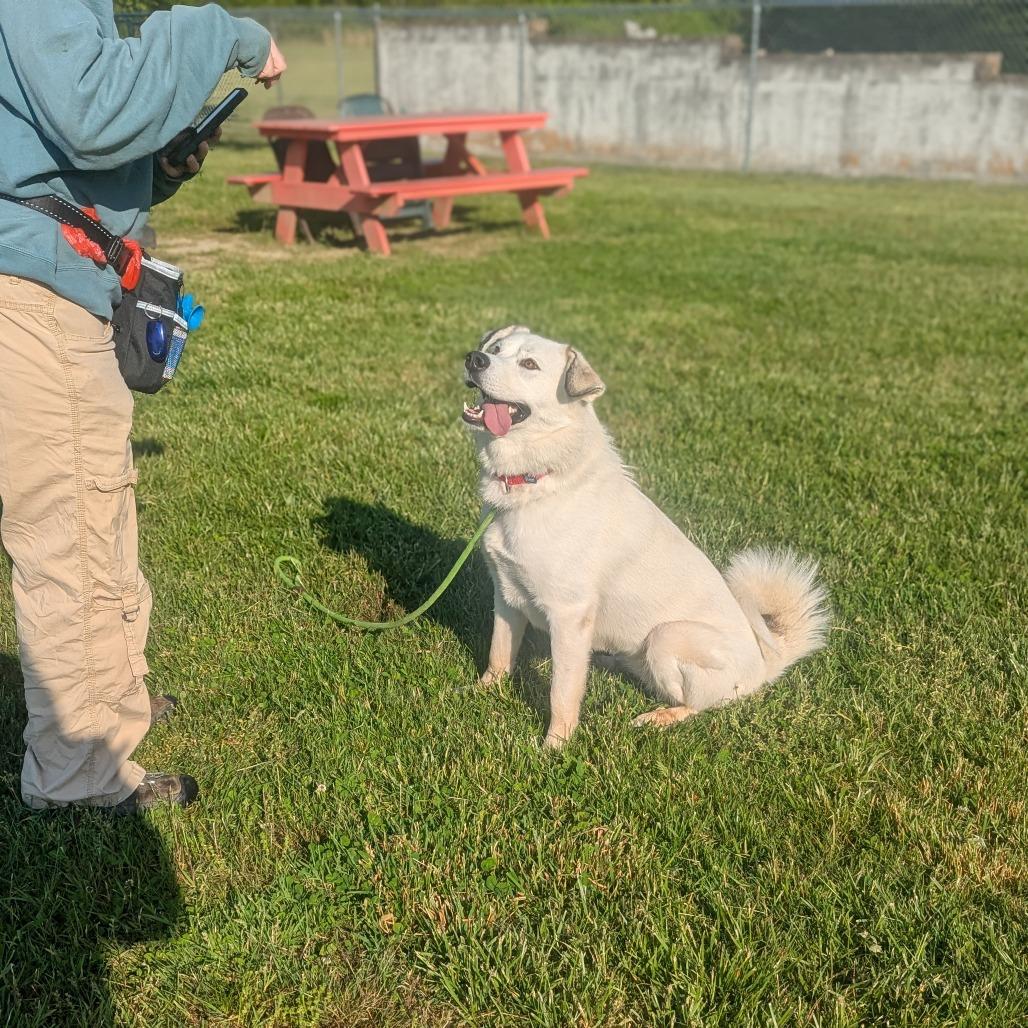 Enlarge Luna, a Adoptable Mixed Breed in Hendersonville, NC image 5/6