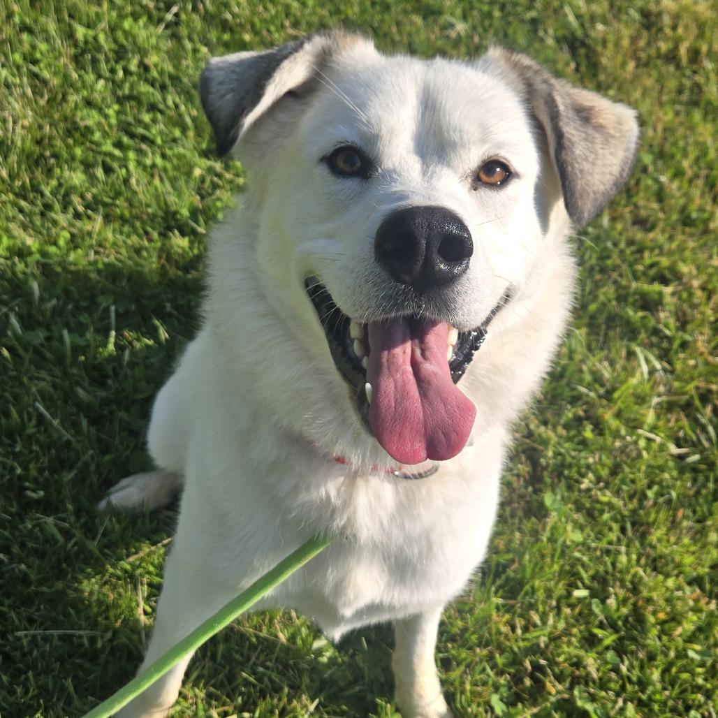 Enlarge Luna, a Adoptable Mixed Breed in Hendersonville, NC image 6/6