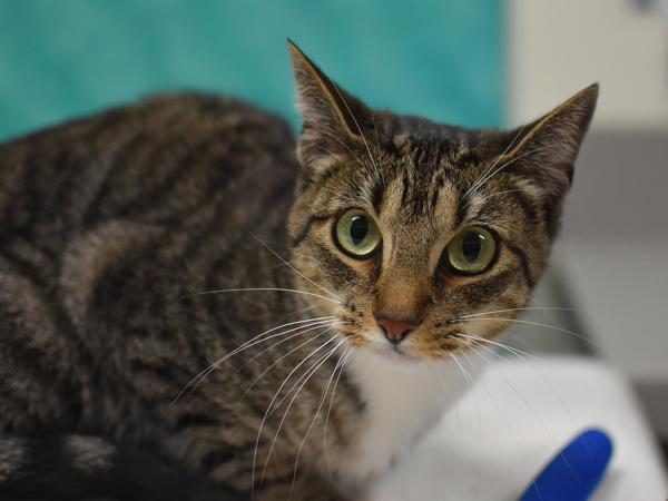 Lulu, Adoptable, Adult Female Domestic Short Hair.