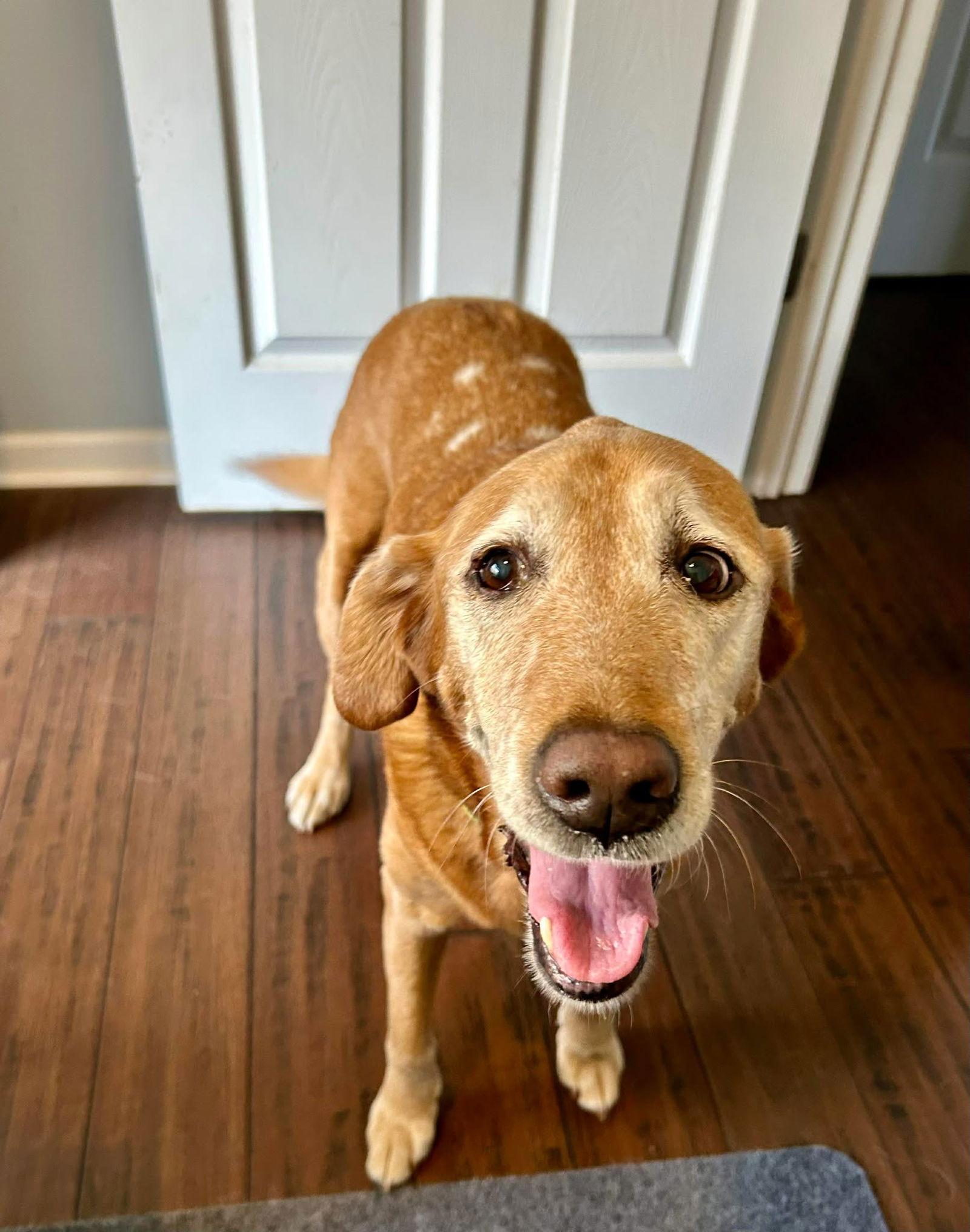 Bella, Adoptable, Senior Female Labrador Retriever.