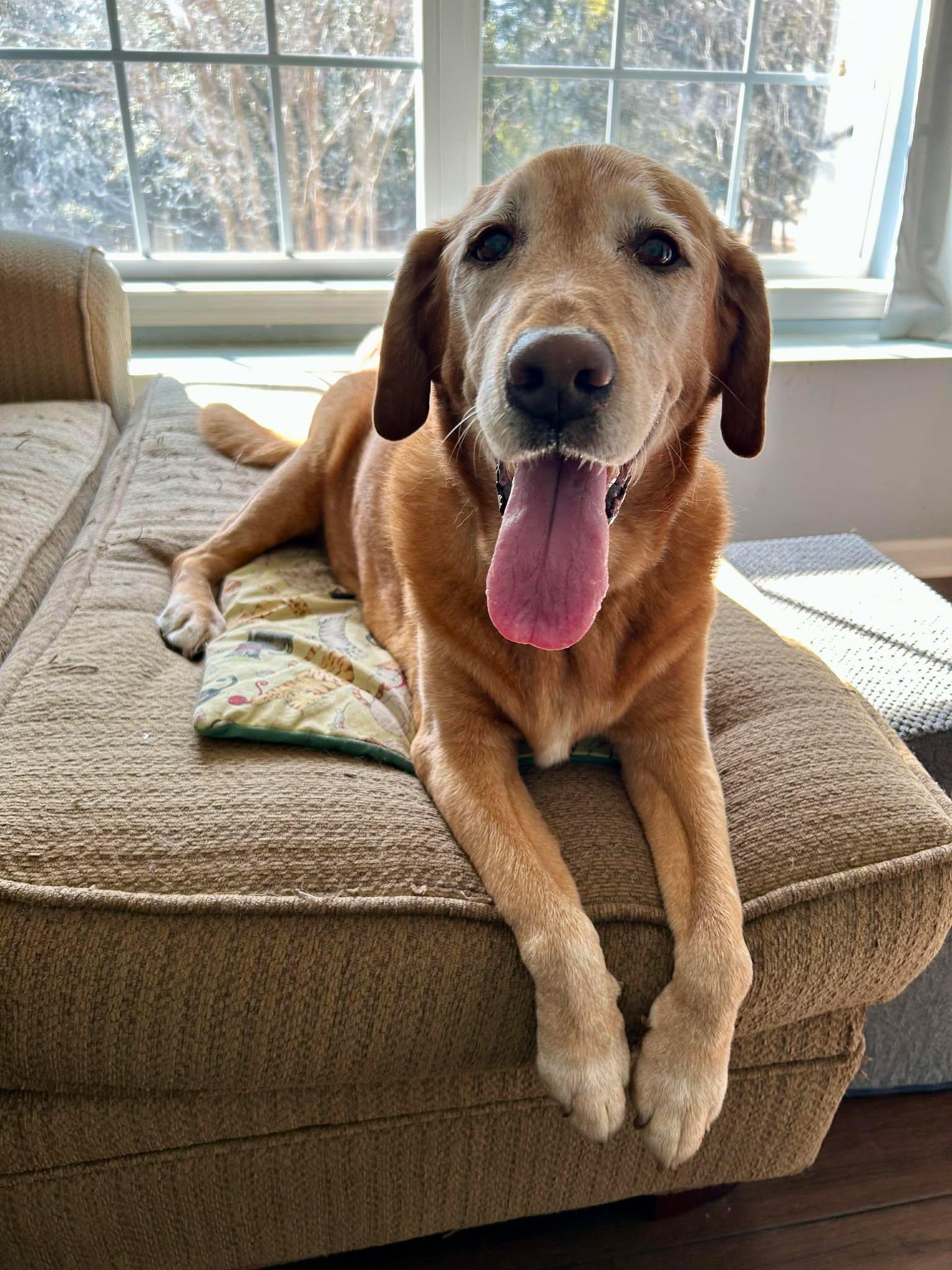 Enlarge Bella, a Adoptable Labrador Retriever in Mount Pleasant, SC image 2/3