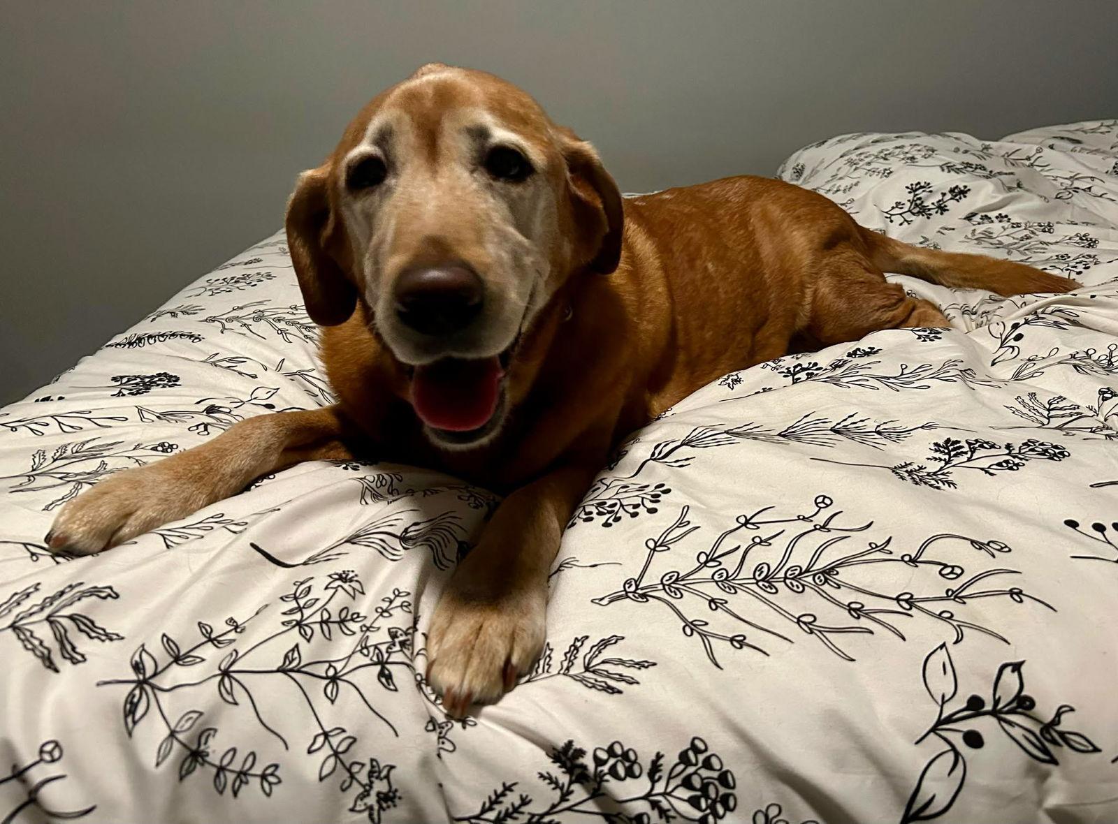 Enlarge Bella, a Adoptable Labrador Retriever in Mount Pleasant, SC image 3/3