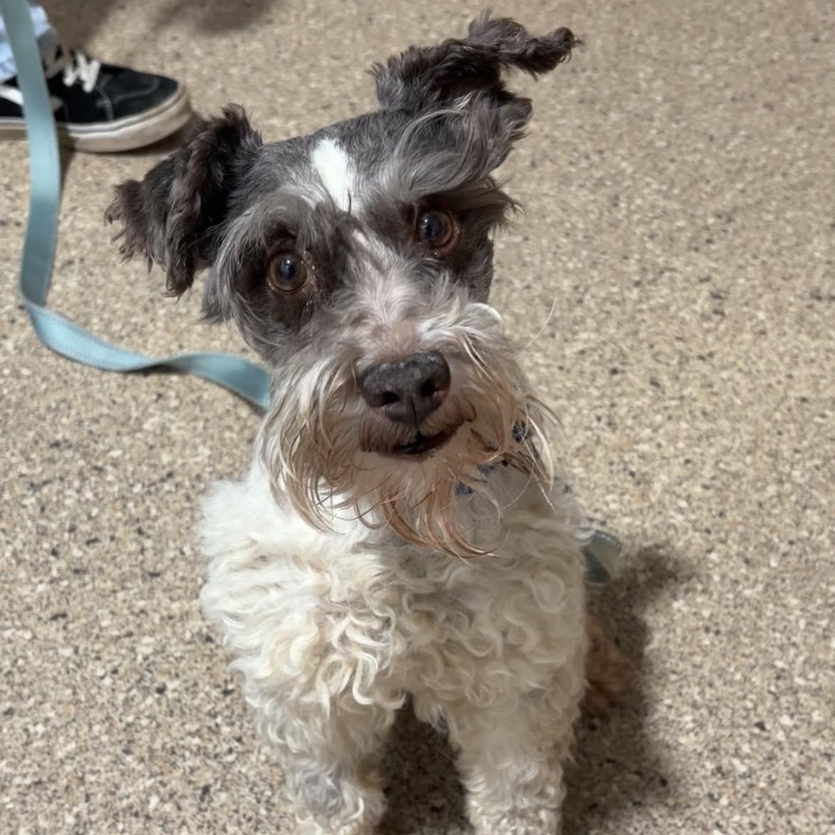 Edwin, adopted, Adult Male Schnoodle.