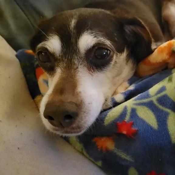 Enlarge Mistletoe Suffolk, a Adoptable Beagle in Waldorf, MD image 1/3
