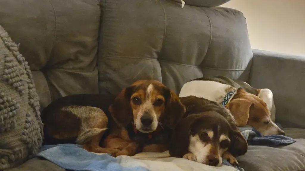 Enlarge Mistletoe Suffolk, a Adoptable Beagle in Waldorf, MD image 3/3