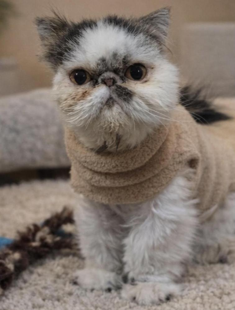 Enlarge Pinky, an adopted Persian in Greenburgh, NY image 4/4