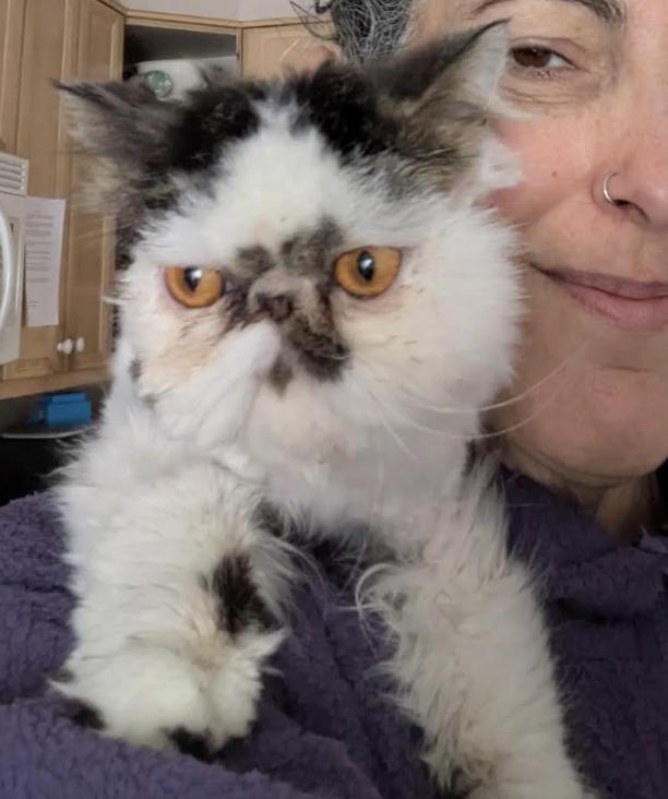 Enlarge Pinky, an adopted Persian in Greenburgh, NY image 2/4