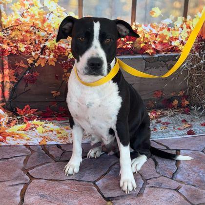 Lacy, a Adoptable mixed breed in Bryan, TX image 1/3