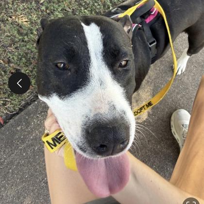 Lacy, a Adoptable mixed breed in Bryan, TX image 2/3