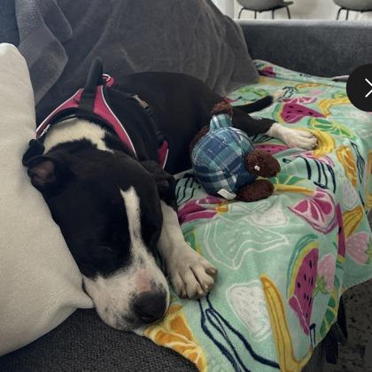 Lacy, a Adoptable mixed breed in Bryan, TX image 3/3