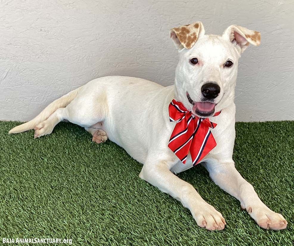 Dottie, a Adoptable mixed breed in San Diego, CA image 6/8