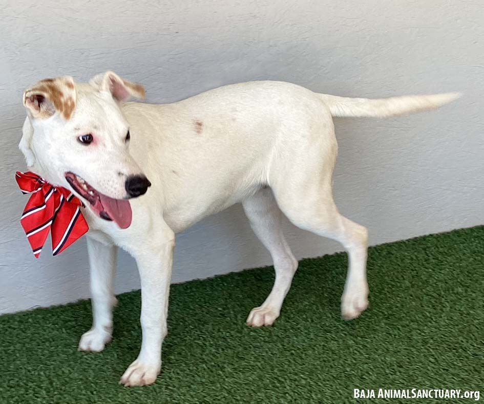 Enlarge Dottie, a Adoptable mixed breed in San Diego, CA image 7/8