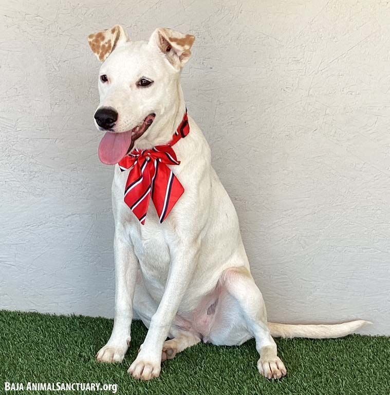 Enlarge Dottie, a Adoptable mixed breed in San Diego, CA image 8/8