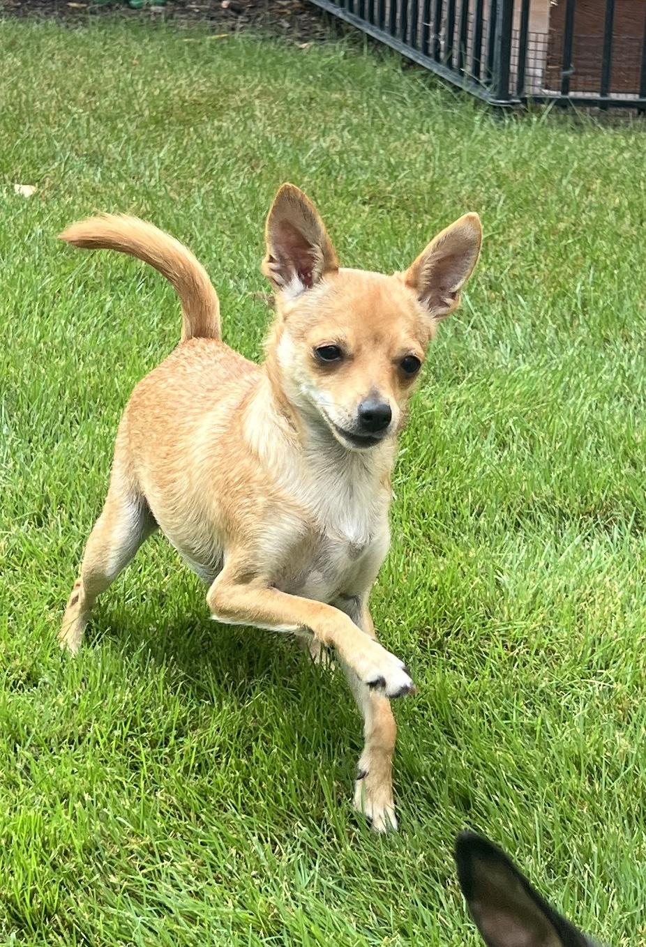 Enlarge Jazzy, a Adoptable mixed breed in Weatherford, TX image 5/5