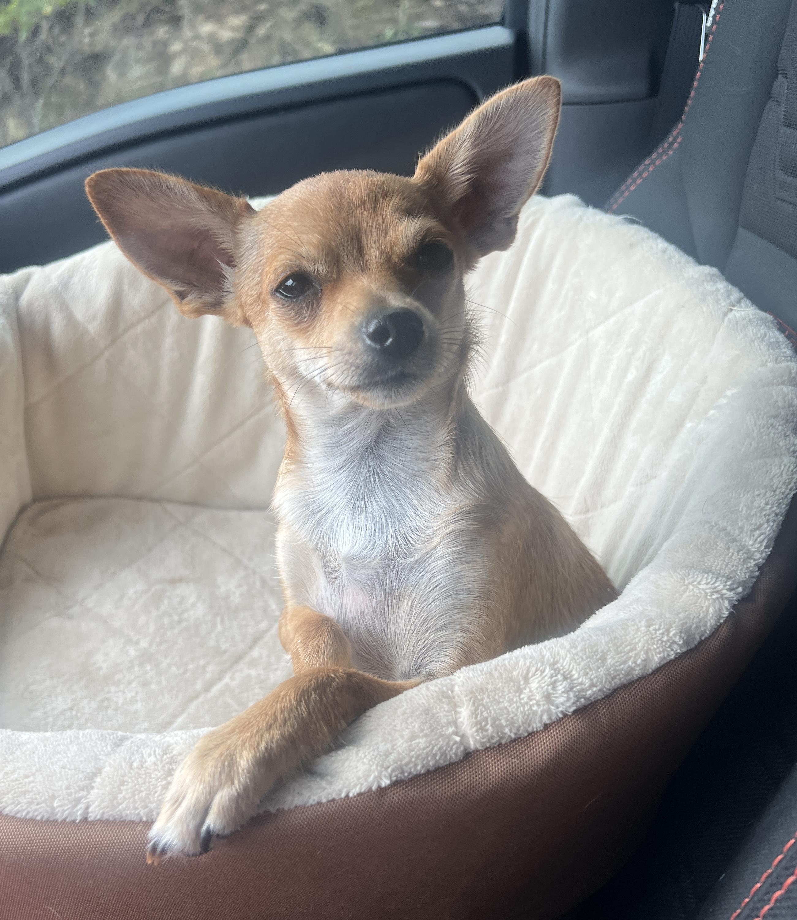 Enlarge Jazzy, a Adoptable mixed breed in Weatherford, TX image 1/5
