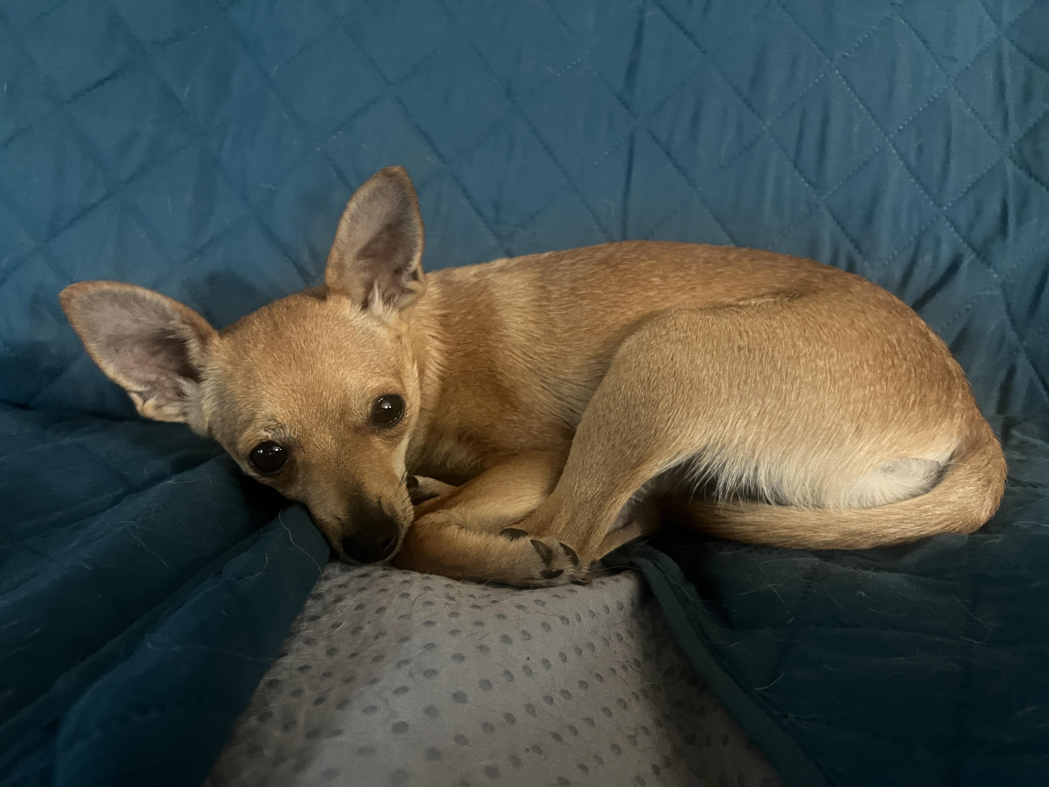 Enlarge Jazzy, a Adoptable mixed breed in Weatherford, TX image 3/5