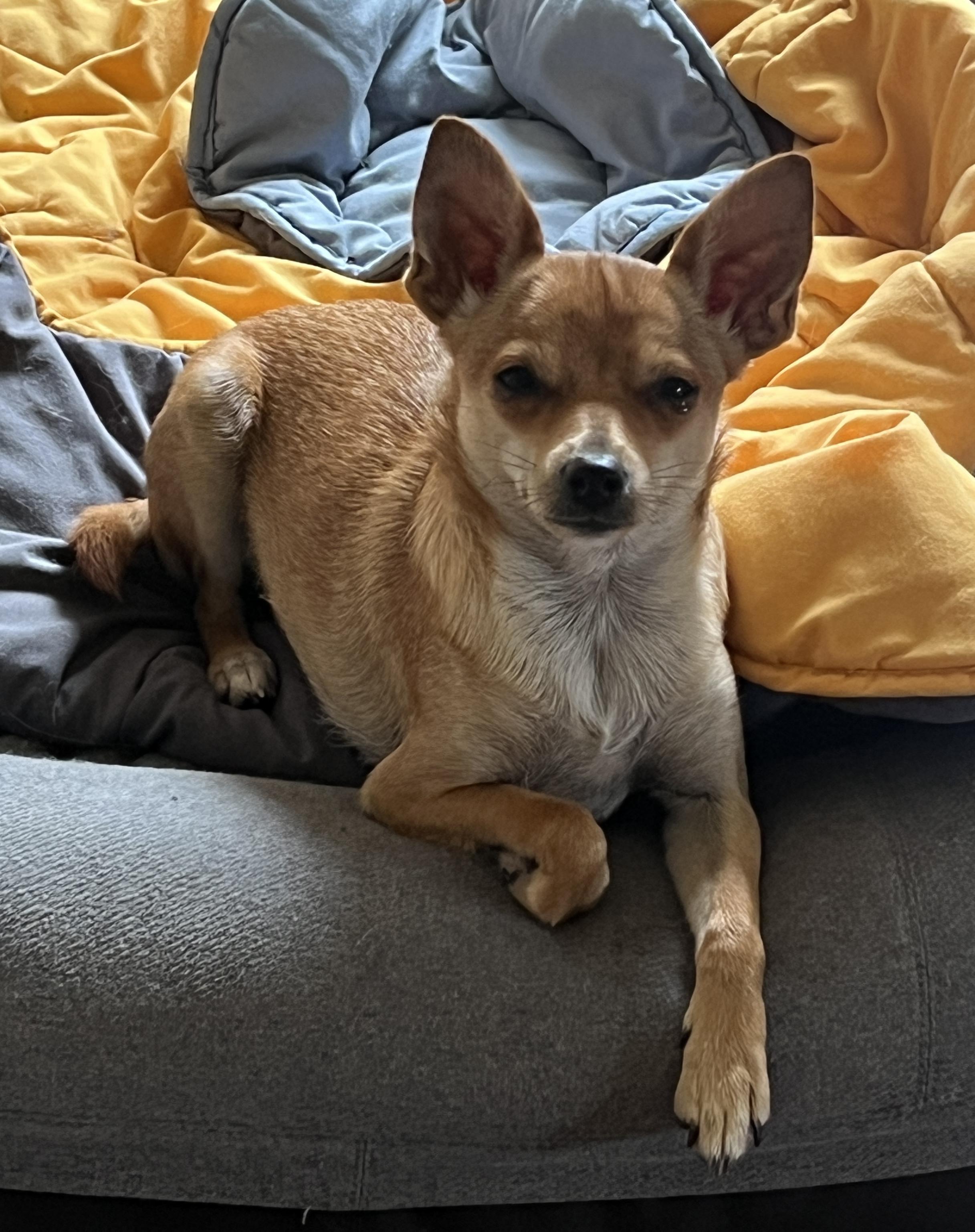 Enlarge Jazzy, a Adoptable mixed breed in Weatherford, TX image 2/5