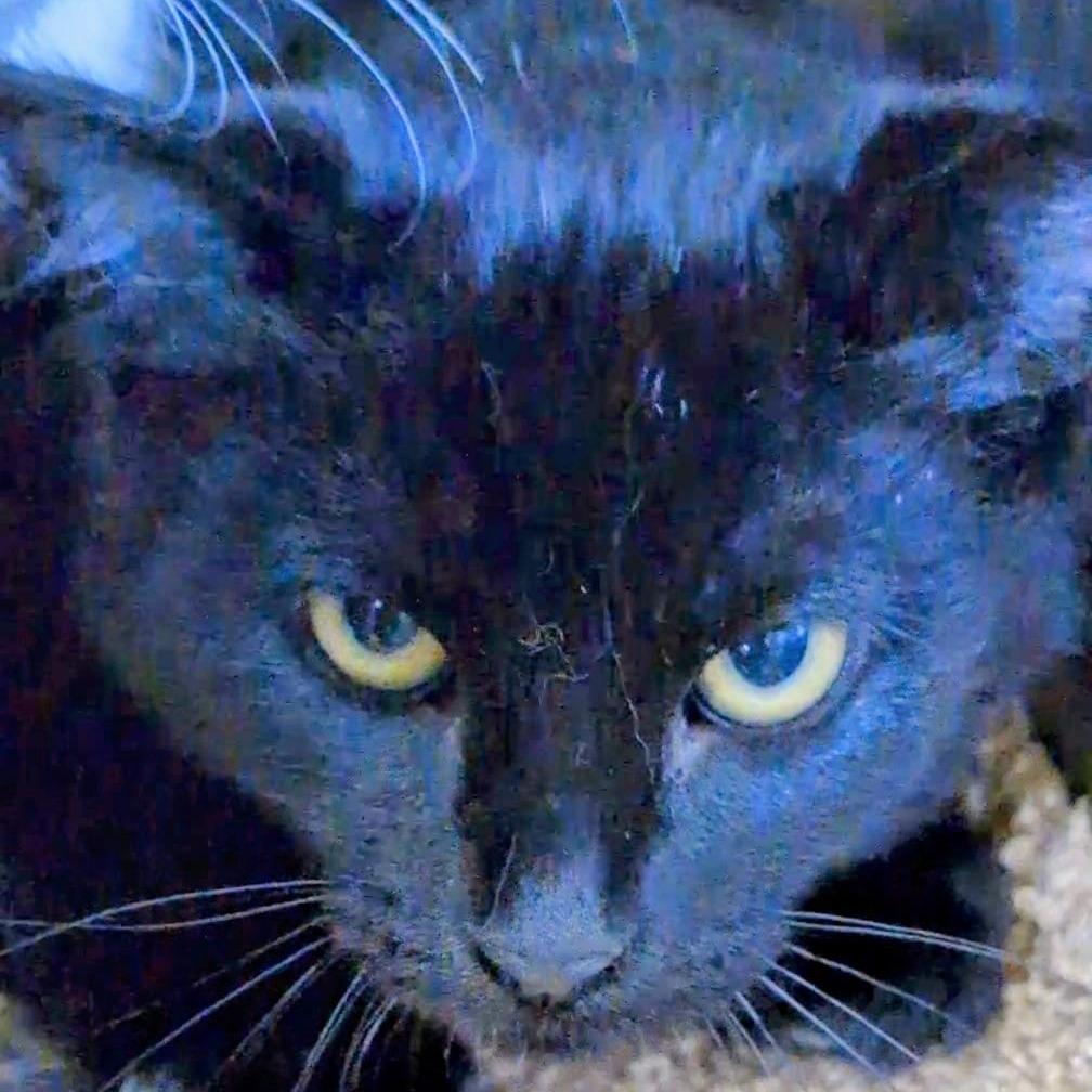 Enlarge Sable, a Adoptable Domestic Short Hair in Buffalo, WY image 1/1