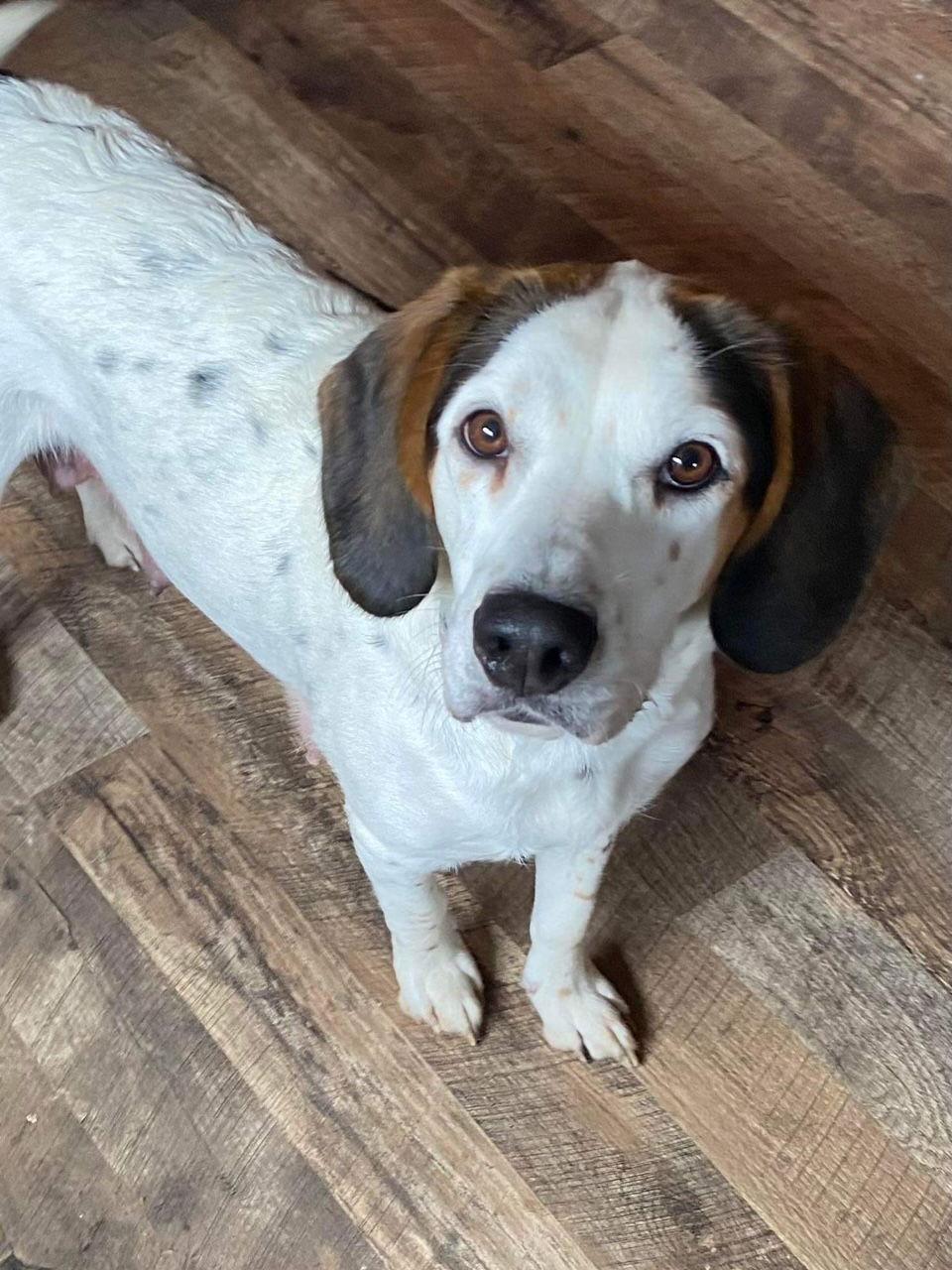 Enlarge Rhapsody, a Adopted Beagle in St. Louis, MO image 1/1