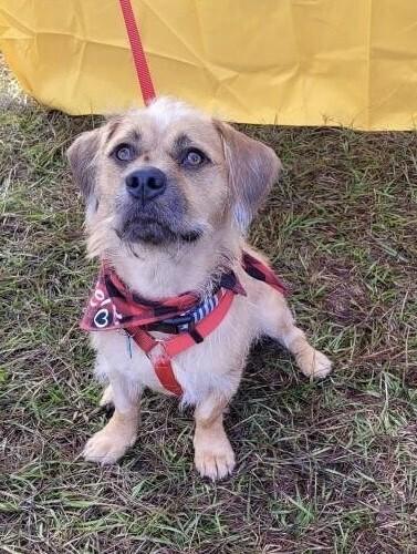 Sam Handwich, Adoptable, Young Male Terrier.