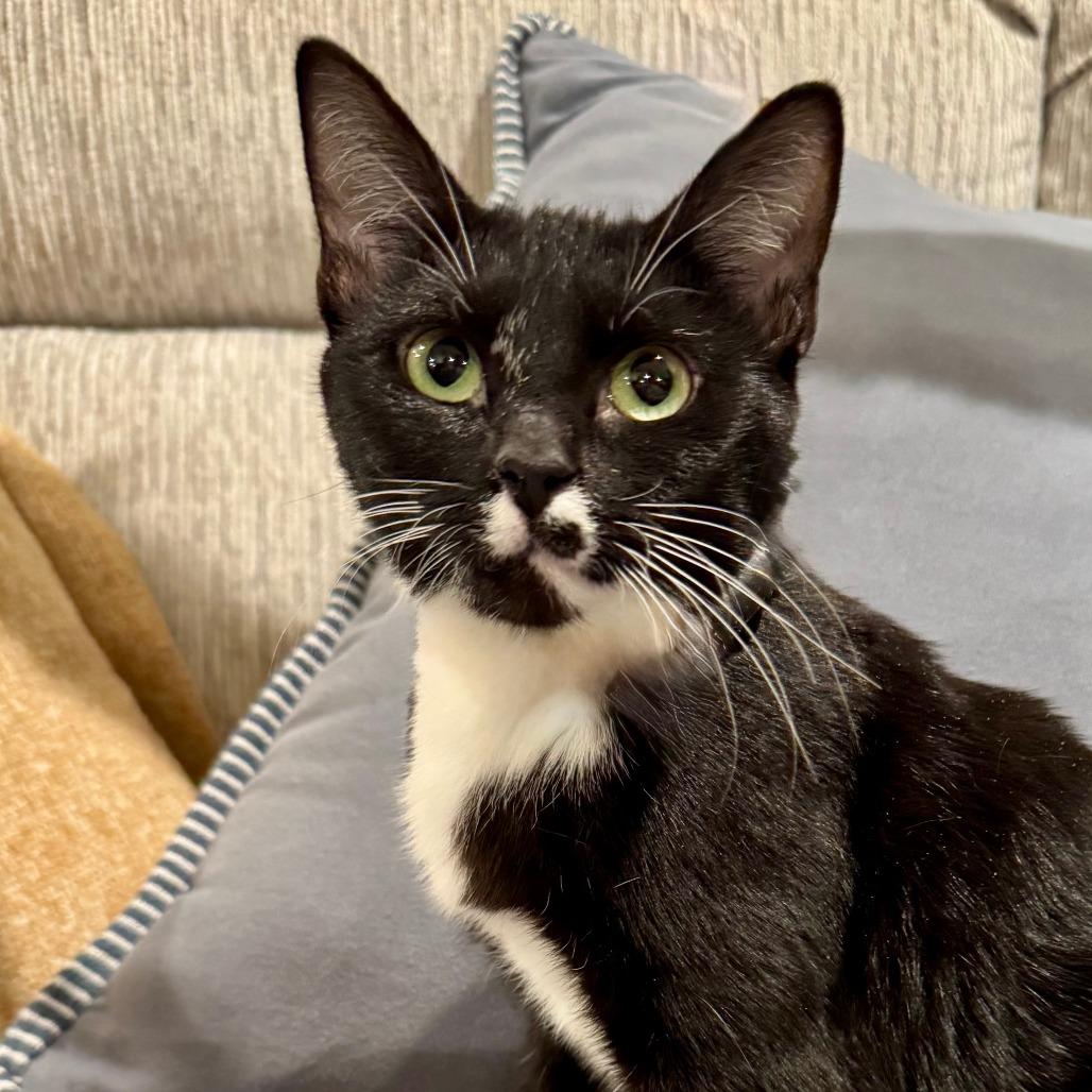 Caddy, Adoptable, Young Female Domestic Short Hair.